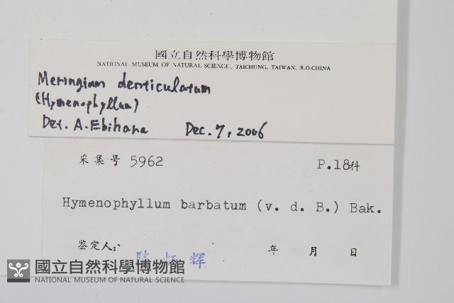 厚壁蕨藏品圖，第2張