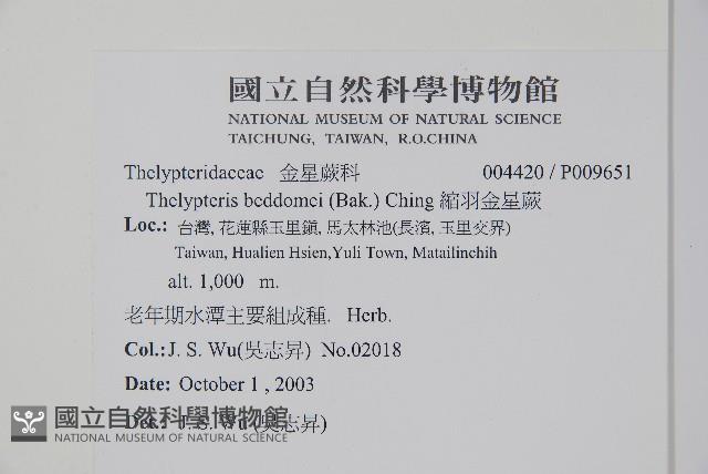 縮羽金星蕨藏品圖，第2張