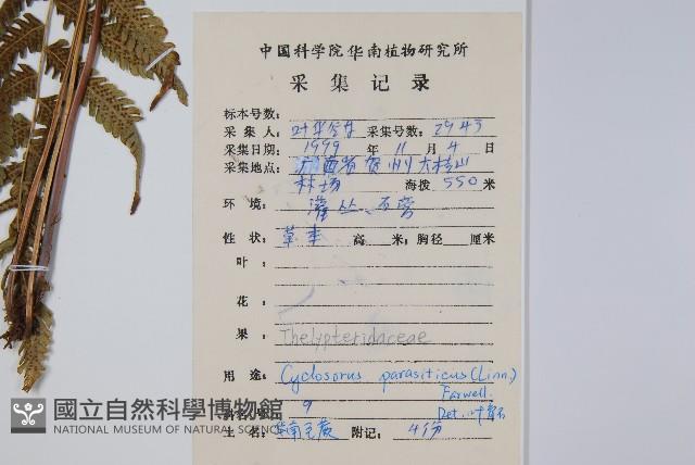 密毛毛蕨藏品圖，第2張