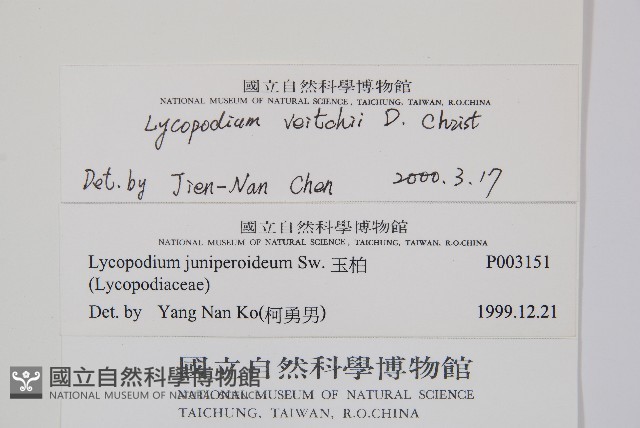 玉山石松藏品圖，第2張