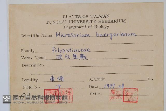 波氏星蕨藏品圖，第2張