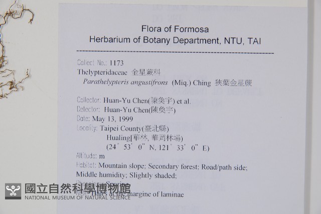 小梯葉副金星蕨藏品圖，第2張