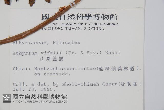 山蹄蓋蕨藏品圖，第2張