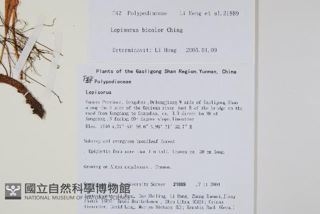 兩色瓦葦藏品圖，第2張