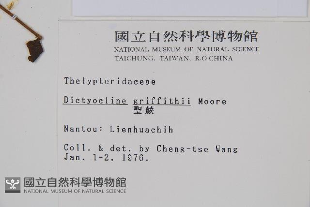 聖蕨藏品圖，第2張