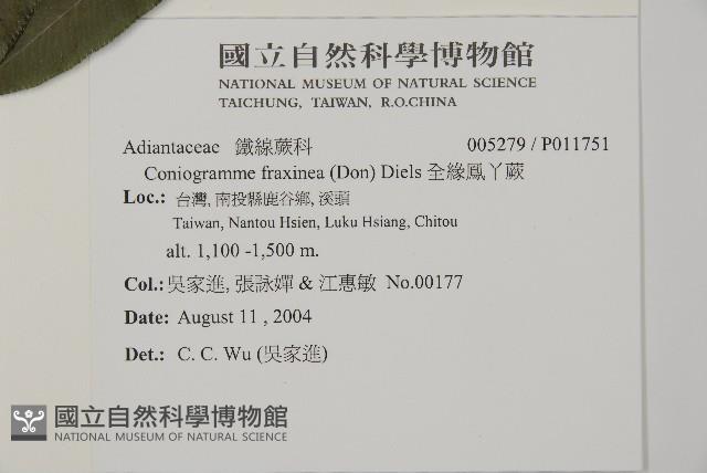 華鳳丫蕨藏品圖，第2張