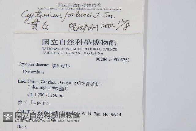 貫眾蕨藏品圖，第2張