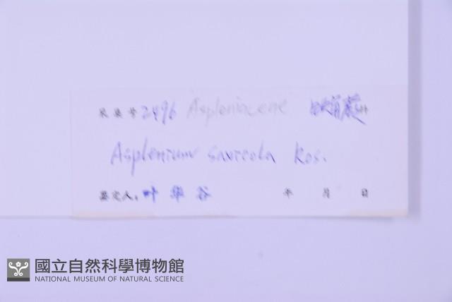 石生鐵角蕨藏品圖，第2張