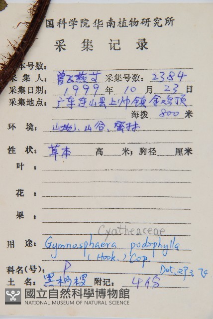 黑桫蕨藏品圖，第2張