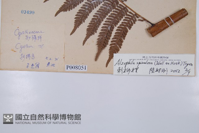 臺灣桫欏藏品圖，第2張