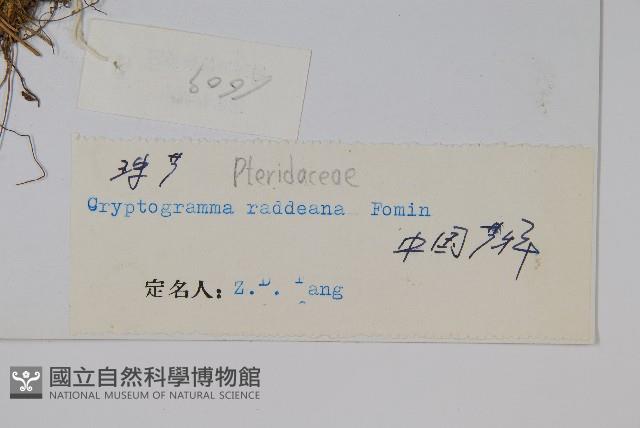 珠蕨藏品圖，第2張