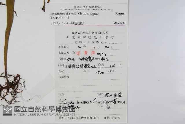 褐基劍蕨藏品圖，第2張