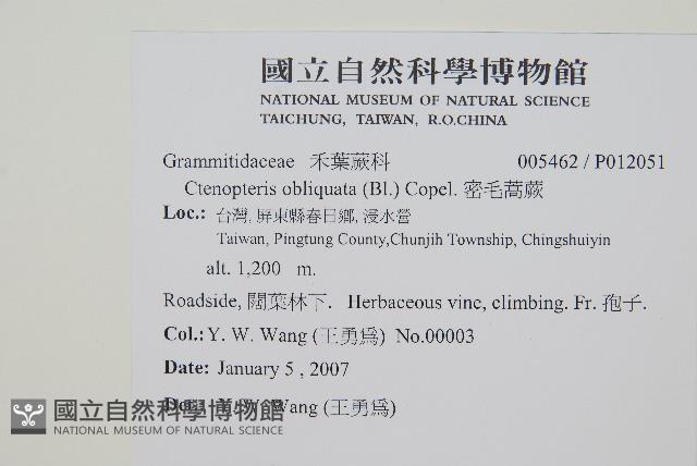 密毛蒿蕨藏品圖，第2張