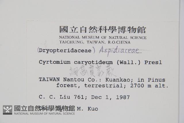 細齒貫眾蕨藏品圖，第2張