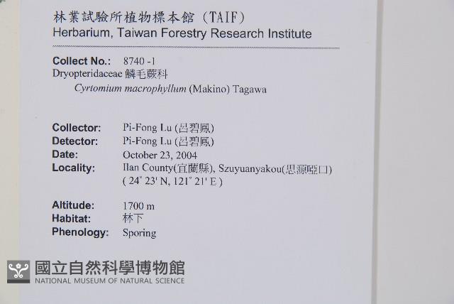 大葉貫眾蕨藏品圖，第1張