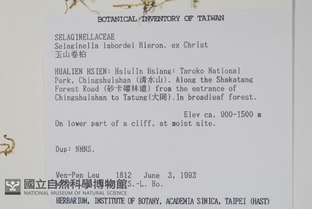 玉山卷柏藏品圖，第2張