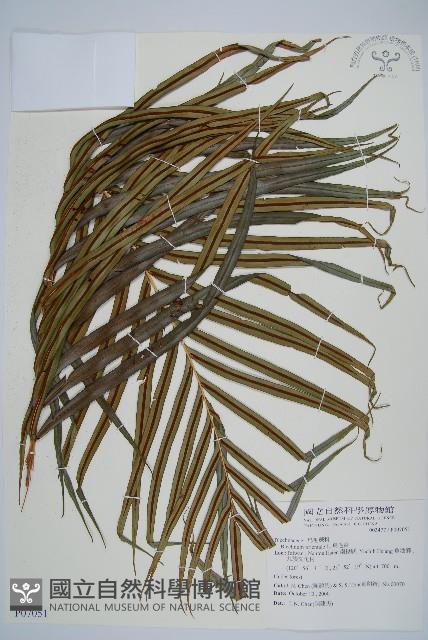 烏毛蕨藏品圖，第1張