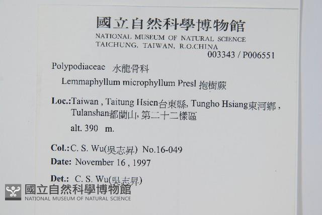抱樹蕨、伏石蕨藏品圖，第2張