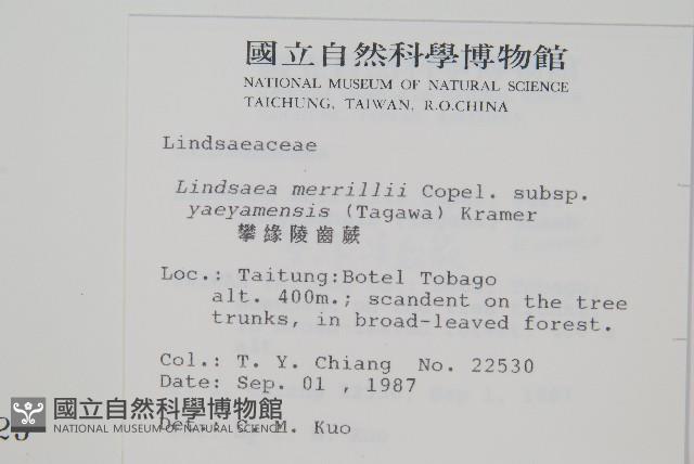 攀緣鱗始蕨藏品圖，第2張