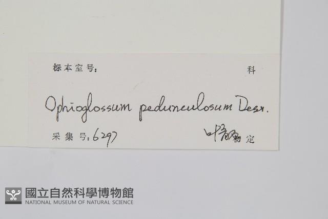 尖頭瓶爾小草藏品圖，第2張