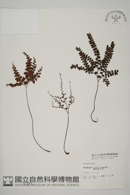 扇葉鐵線蕨藏品圖，第1張