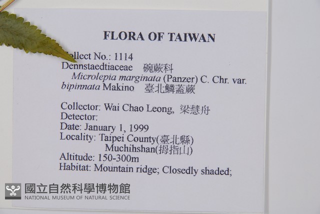 臺北鱗蓋蕨藏品圖，第2張