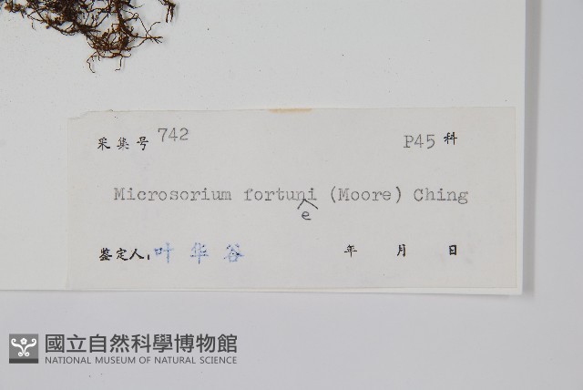 大星蕨藏品圖，第2張