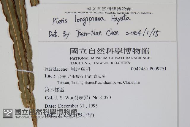 長葉鳳尾蕨藏品圖，第2張