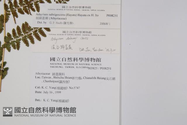 姬蹄蓋蕨藏品圖，第5張