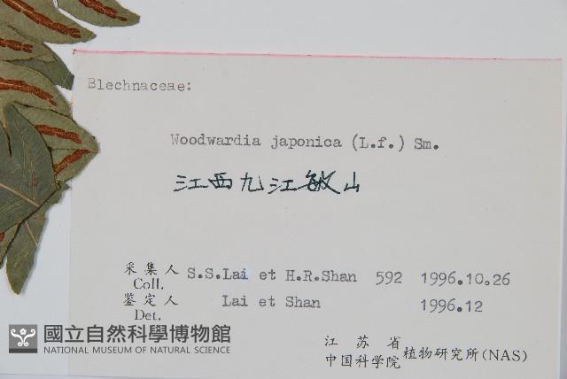 日本狗脊蕨藏品圖，第2張