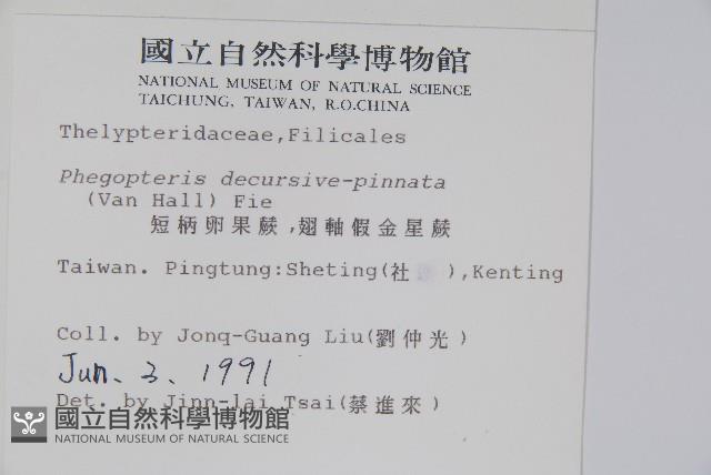 翅軸假金星蕨、短柄卵果蕨藏品圖，第2張