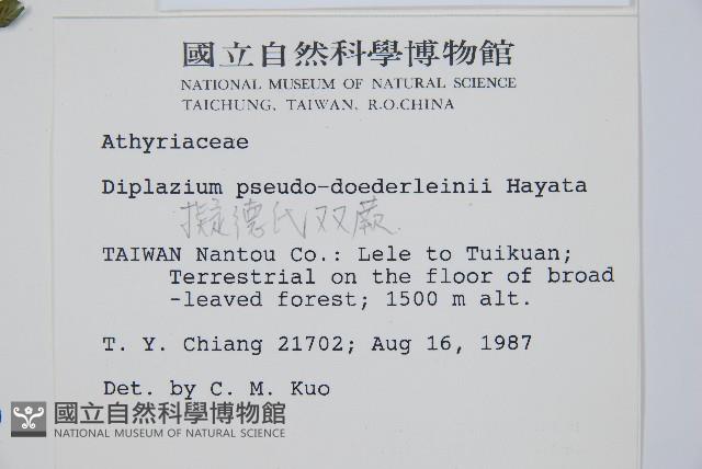 擬德氏雙蓋蕨藏品圖，第2張