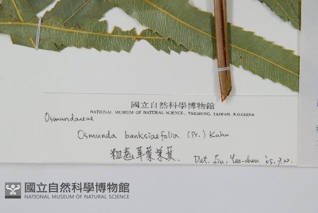 粗齒革葉紫萁藏品圖，第2張