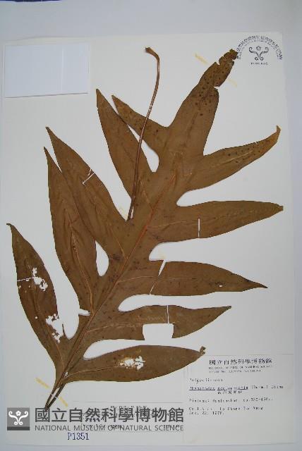 海岸擬茀蕨、海岸星蕨藏品圖，第1張