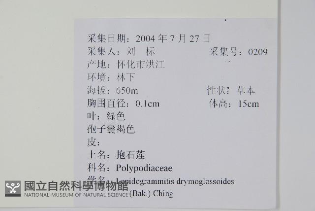 抱石蓮藏品圖，第2張