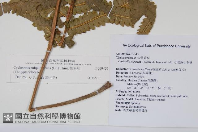 梳毛蕨藏品圖，第2張