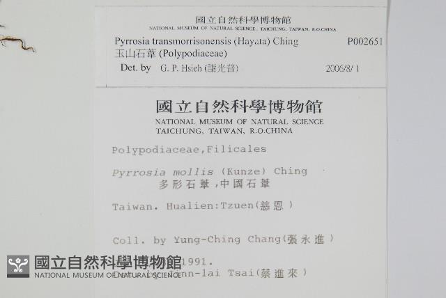 玉山石葦藏品圖，第2張