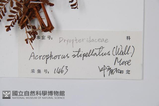 魚鱗蕨藏品圖，第2張