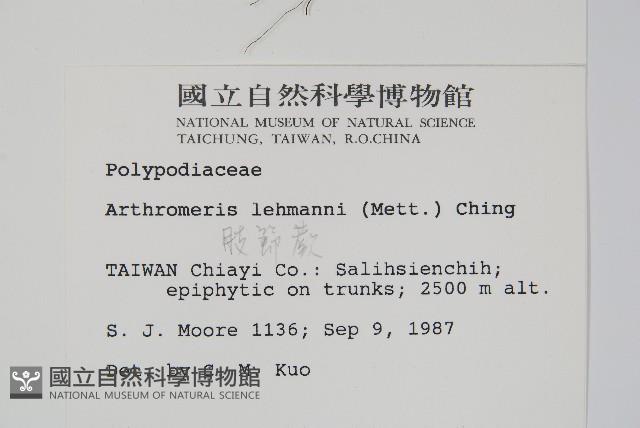 肢節蕨藏品圖，第2張