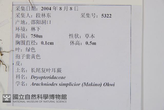 中華複葉耳蕨藏品圖，第2張