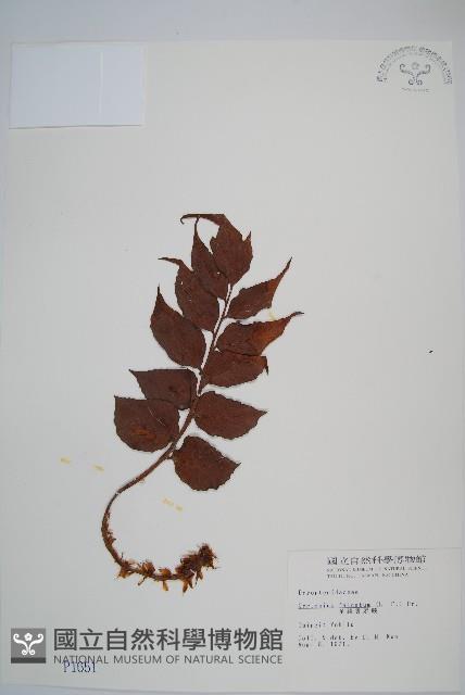 全緣貫眾蕨藏品圖，第1張