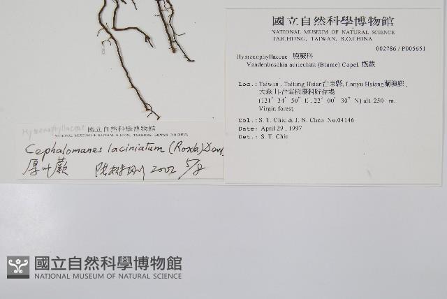 菲律賓厚葉蕨藏品圖，第2張