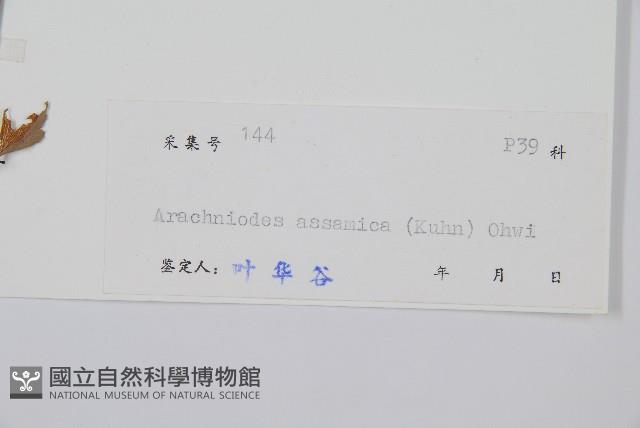 西南複葉耳蕨藏品圖，第2張