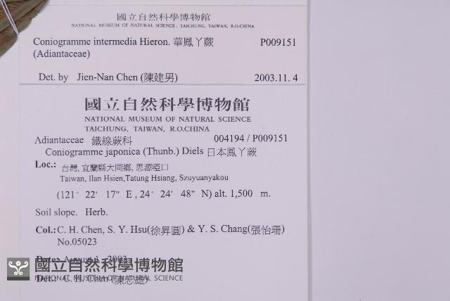 華鳳丫蕨藏品圖，第3張