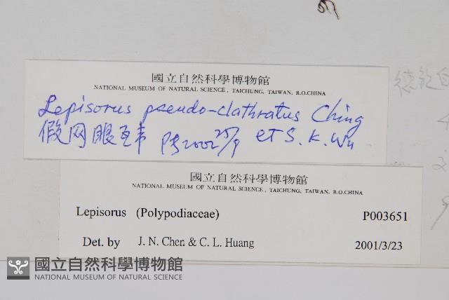 偽網眼瓦葦藏品圖，第2張