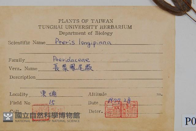 長葉鳳尾蕨藏品圖，第2張