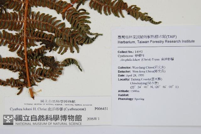 南洋桫欏藏品圖，第5張