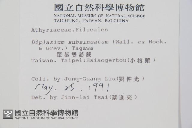 單葉雙蓋蕨藏品圖，第2張