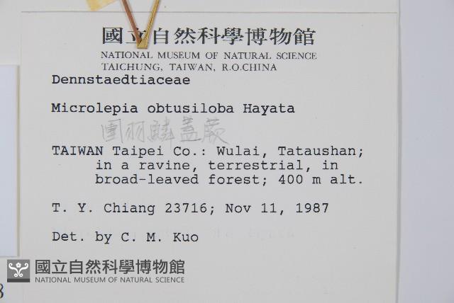 團羽鱗蓋蕨藏品圖，第2張