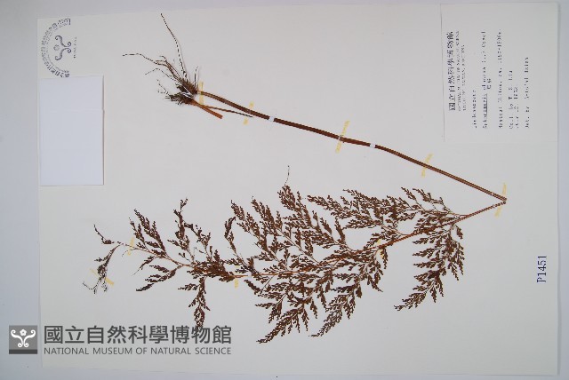 烏蕨藏品圖，第1張